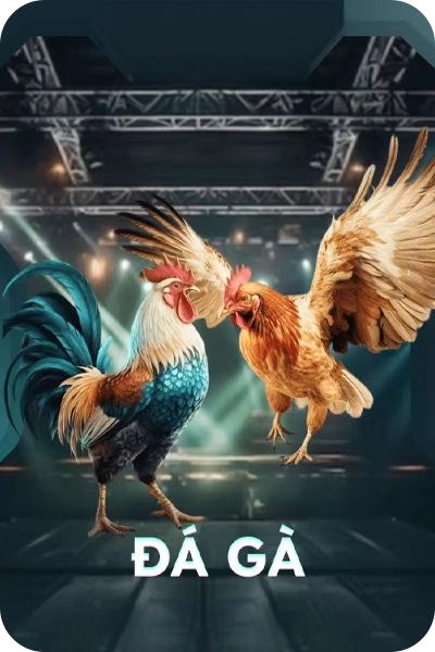 Đá gà say88