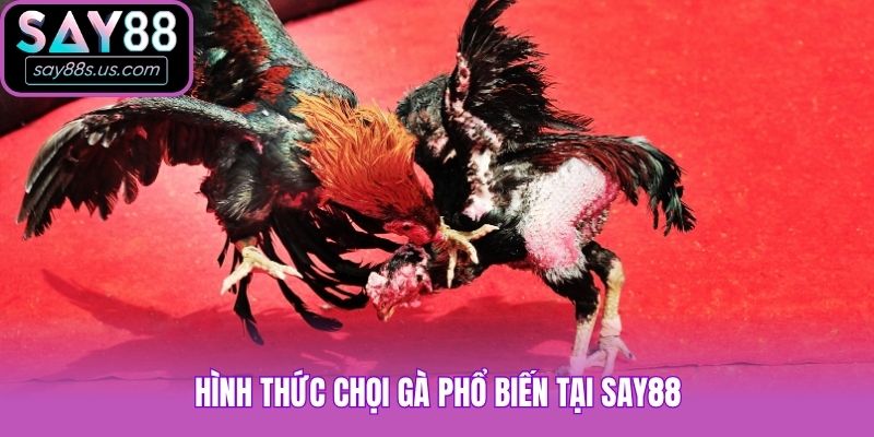 Hình thức chọi gà phổ biến tại Say88