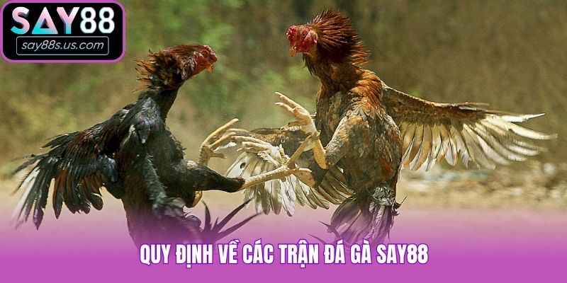 Quy định về các trận đá gà Say88