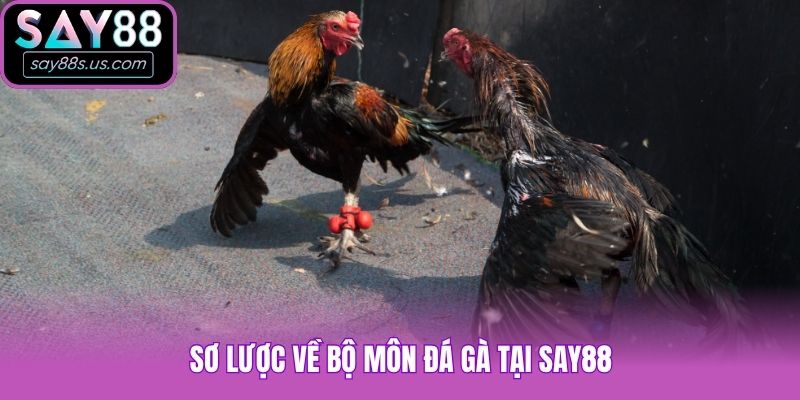 Sơ lược về bộ môn đá gà tại Say88